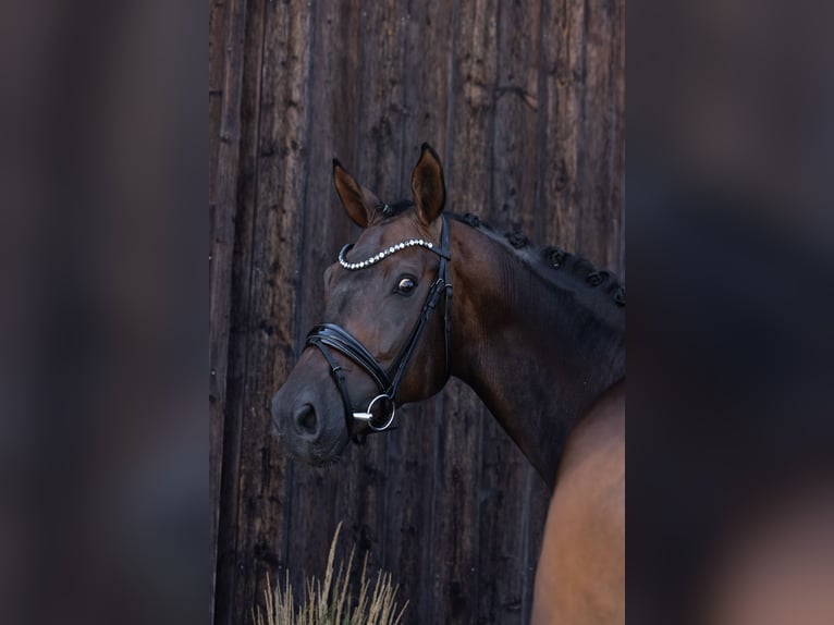 Hannoveriano Caballo castrado 6 años 172 cm Castaño oscuro in Hayingen