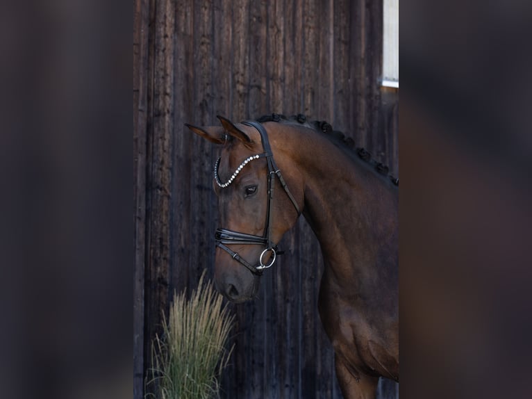 Hannoveriano Caballo castrado 6 años 172 cm Castaño oscuro in Hayingen
