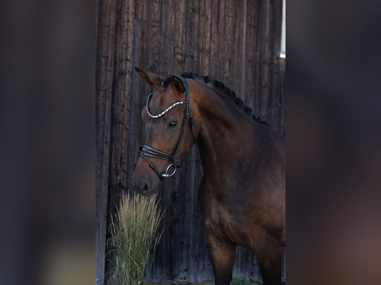 Hannoveriano Caballo castrado 6 años 172 cm Castaño oscuro in Hayingen