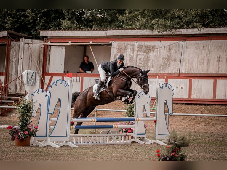 Hannoveriano Caballo castrado 6 años 172 cm Morcillo in Hamburg