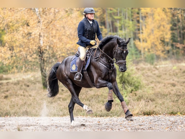 Hannoveriano Caballo castrado 6 años 172 cm Morcillo in Hamburg