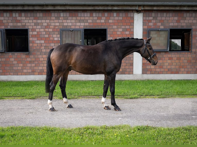 Hannoveriano Caballo castrado 6 años 172 cm Morcillo in Norderstedt