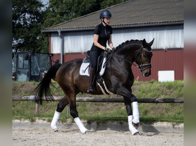 Hannoveriano Caballo castrado 6 años 172 cm Morcillo in Norderstedt