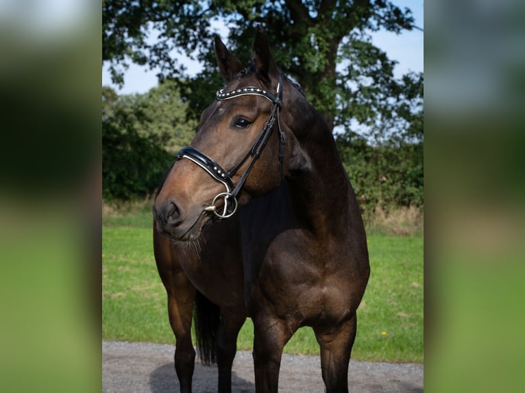 Hannoveriano Caballo castrado 6 años 172 cm Morcillo in Norderstedt