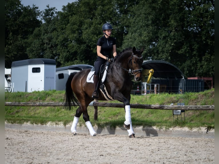Hannoveriano Caballo castrado 6 años 172 cm Morcillo in Norderstedt