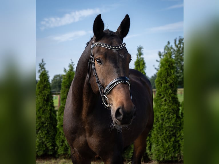 Hannoveriano Caballo castrado 6 años 172 cm Morcillo in Norderstedt
