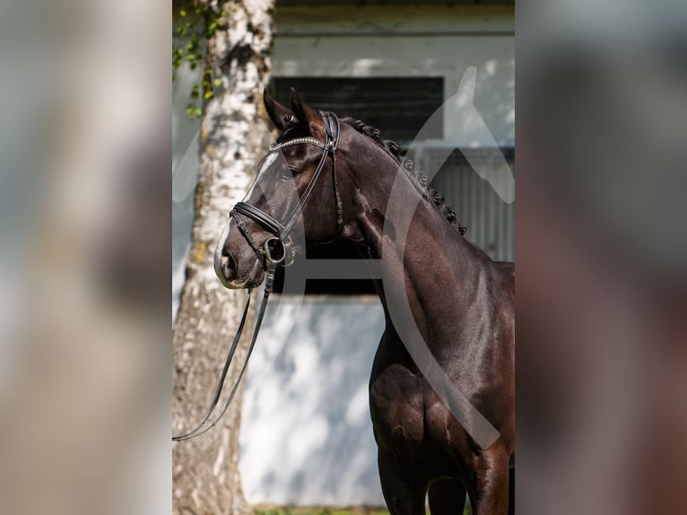 Hannoveriano Caballo castrado 6 años 172 cm Negro in Burgdorf