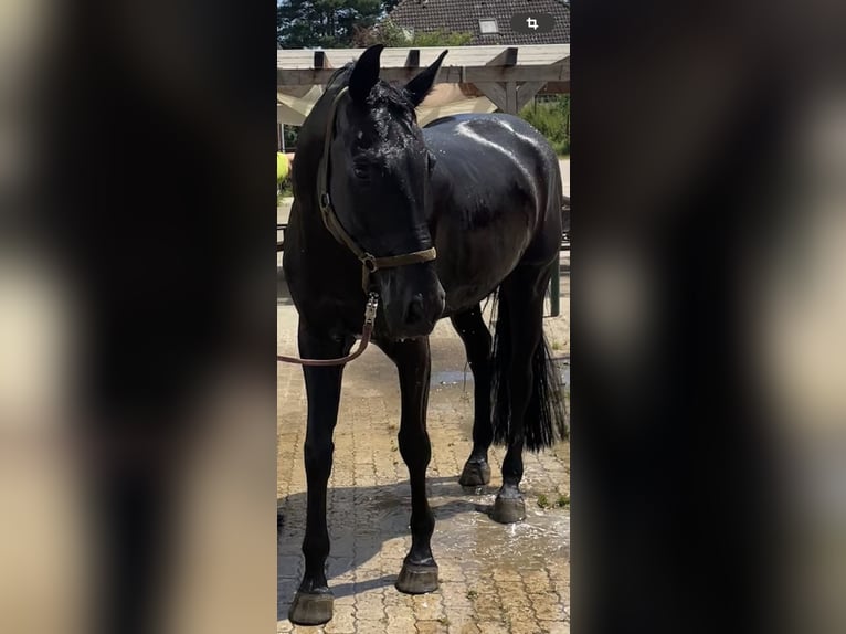 Hannoveriano Caballo castrado 6 años 172 cm Negro in Sehnde