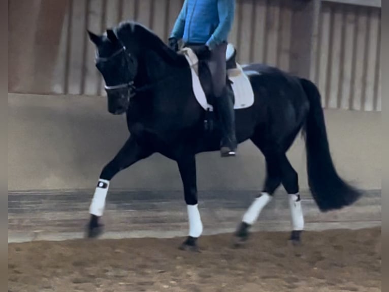 Hannoveriano Caballo castrado 6 años 172 cm Negro in Sehnde