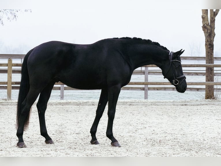 Hannoveriano Caballo castrado 6 años 172 cm Negro in Riedstadt