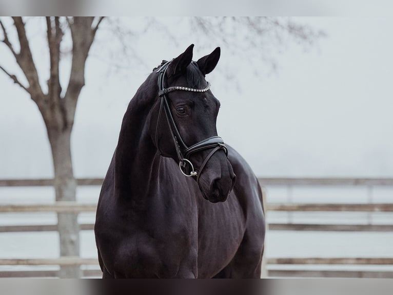 Hannoveriano Caballo castrado 6 años 172 cm Negro in Riedstadt