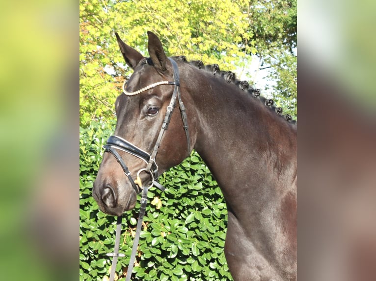 Hannoveriano Caballo castrado 6 años 172 cm Negro in Selsingen