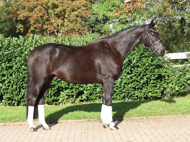 Hannoveriano Caballo castrado 6 años 172 cm Negro in Selsingen
