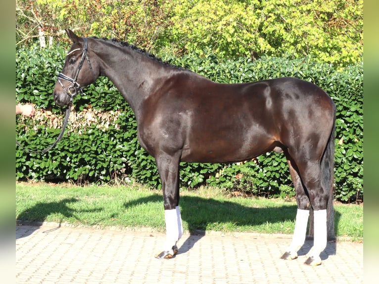Hannoveriano Caballo castrado 6 años 172 cm Negro in Selsingen