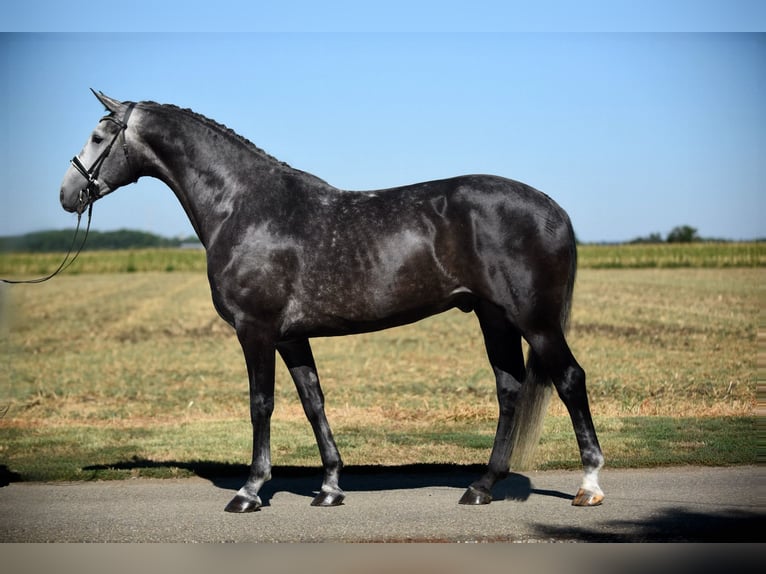 Hannoveriano Caballo castrado 6 años 172 cm Tordo in Cegléd