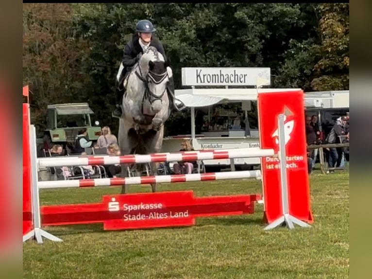 Hannoveriano Caballo castrado 6 años 172 cm Tordo in Bremervörde