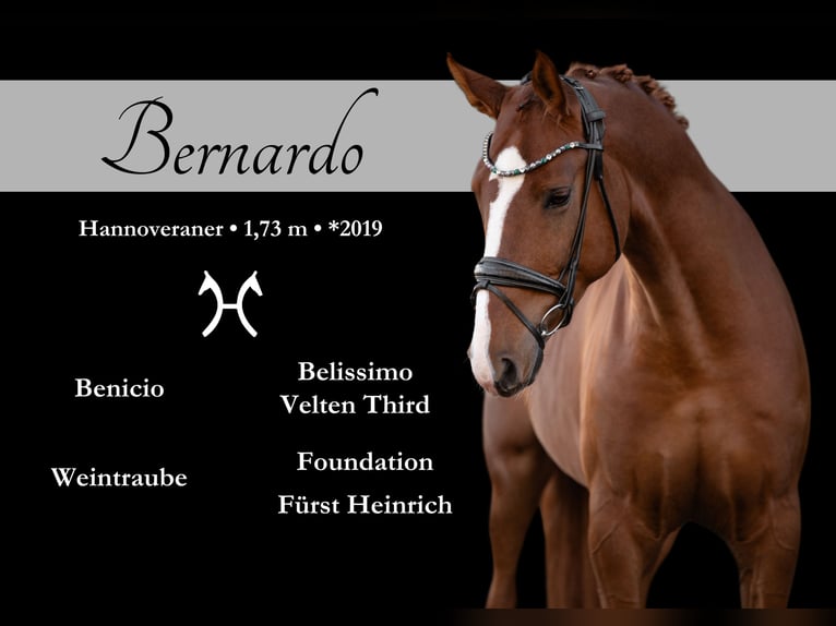 Hannoveriano Caballo castrado 6 años 173 cm Alazán in Wehringen