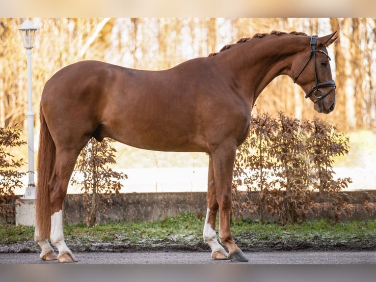 Hannoveriano Caballo castrado 6 años 173 cm Alazán in Wehringen