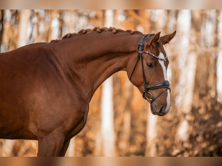 Hannoveriano Caballo castrado 6 años 173 cm Alazán in Wehringen