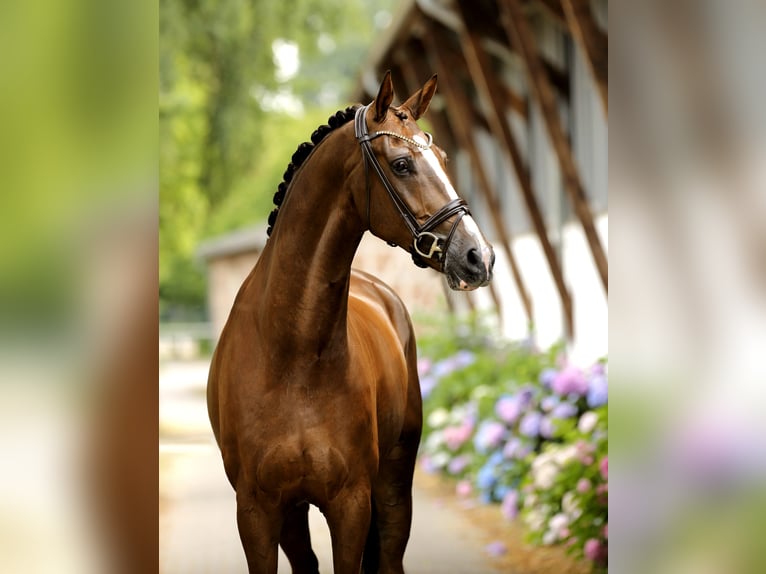 Hannoveriano Caballo castrado 6 años 173 cm Alazán-tostado in Greven