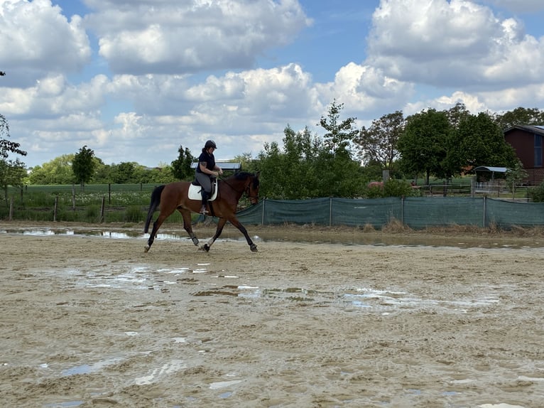 Hannoveriano Caballo castrado 6 años 173 cm Castaño in Willich