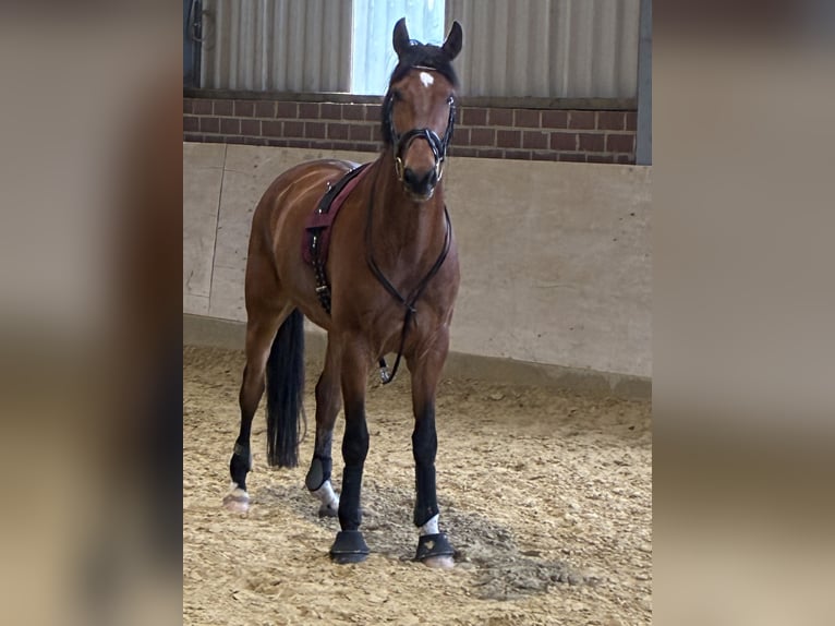 Hannoveriano Caballo castrado 6 años 173 cm Castaño in Willich