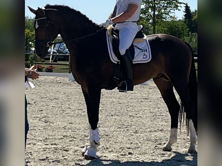 Hannoveriano Caballo castrado 6 años 173 cm Castaño oscuro in KastorfRethwisch