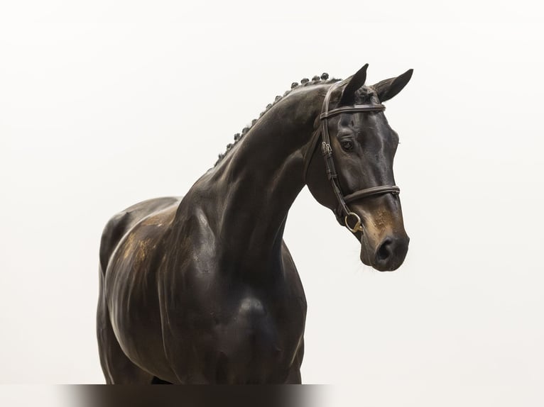 Hannoveriano Caballo castrado 6 años 173 cm Negro in Waddinxveen