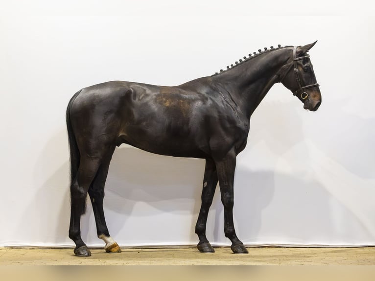 Hannoveriano Caballo castrado 6 años 173 cm Negro in Waddinxveen