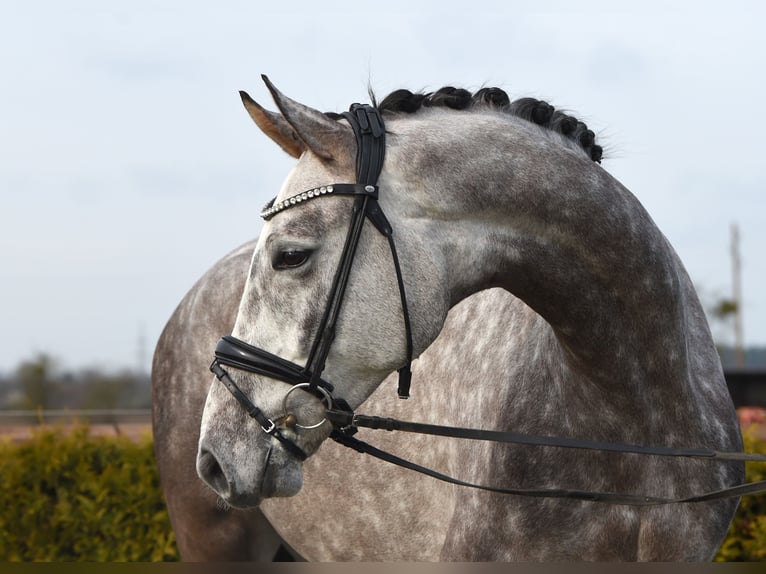 Hannoveriano Caballo castrado 6 años 173 cm Tordo in Tiddische