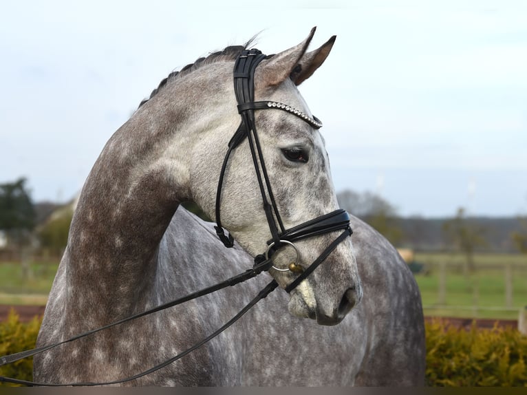 Hannoveriano Caballo castrado 6 años 173 cm Tordo in Tiddische