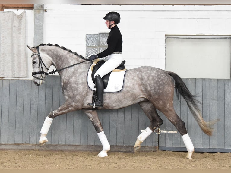 Hannoveriano Caballo castrado 6 años 173 cm Tordo in Tiddische