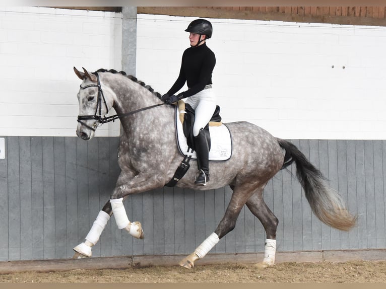 Hannoveriano Caballo castrado 6 años 173 cm Tordo in Tiddische