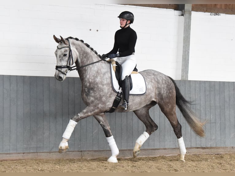 Hannoveriano Caballo castrado 6 años 173 cm Tordo in Tiddische