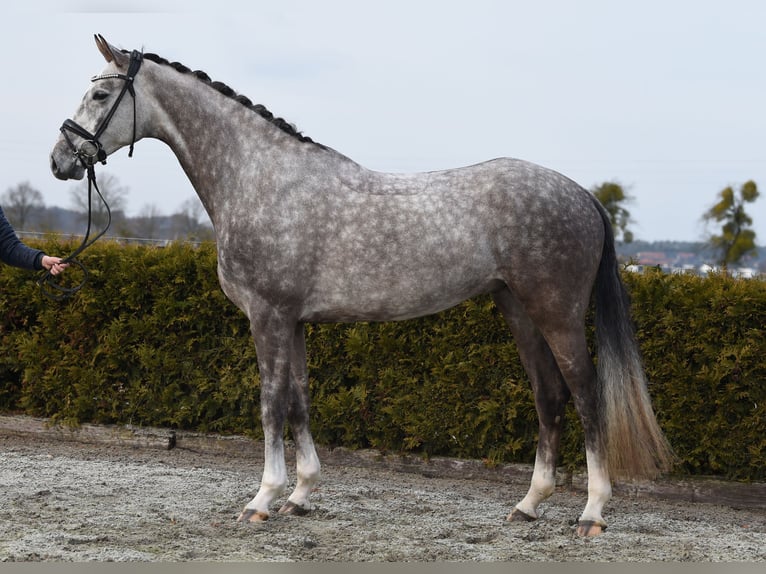 Hannoveriano Caballo castrado 6 años 173 cm Tordo in Tiddische