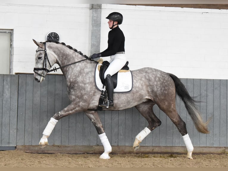 Hannoveriano Caballo castrado 6 años 173 cm Tordo in Tiddische