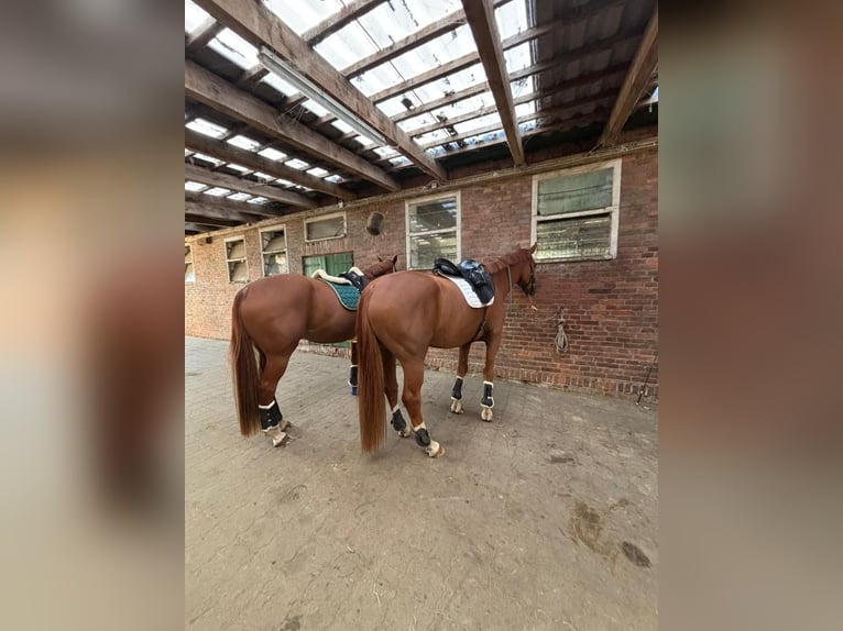 Hannoveriano Caballo castrado 6 años 174 cm Alazán in Lüneburg