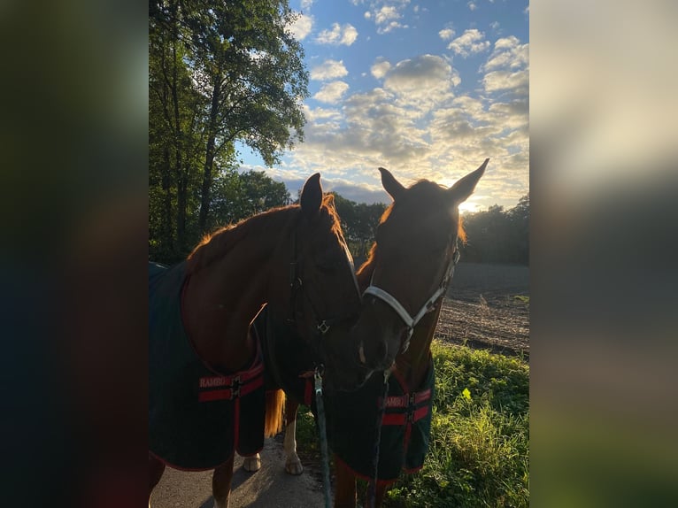 Hannoveriano Caballo castrado 6 años 174 cm Alazán in Lüneburg