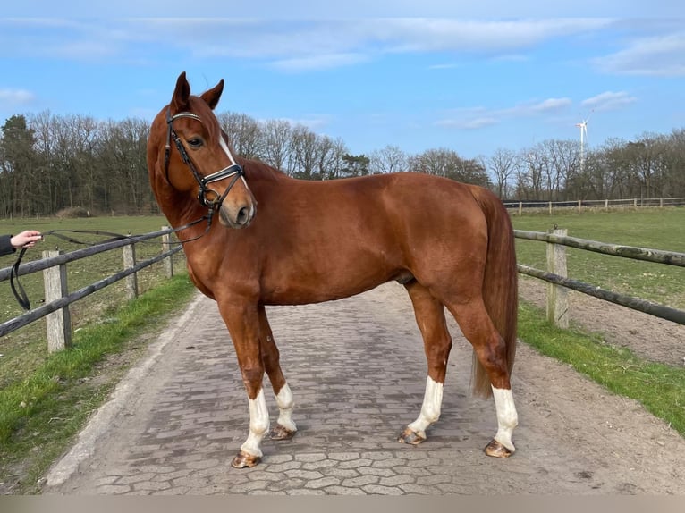 Hannoveriano Caballo castrado 6 años 174 cm Alazán in Lüneburg