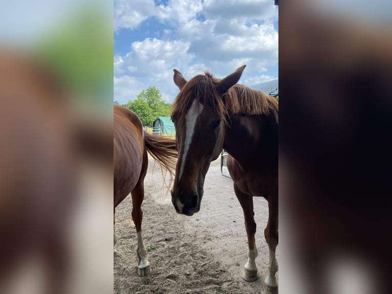 Hannoveriano Caballo castrado 6 años 174 cm Alazán in Lüneburg