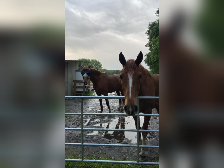 Hannoveriano Caballo castrado 6 años 174 cm Alazán in Lüneburg