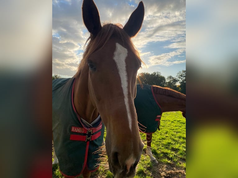 Hannoveriano Caballo castrado 6 años 174 cm Alazán in Lüneburg