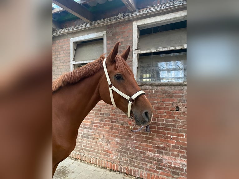 Hannoveriano Caballo castrado 6 años 174 cm Alazán in Lüneburg