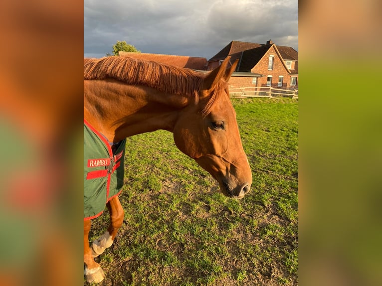 Hannoveriano Caballo castrado 6 años 174 cm Alazán in Lüneburg