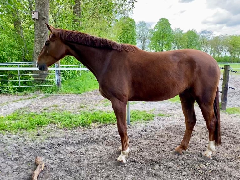 Hannoveriano Caballo castrado 6 años 174 cm Alazán-tostado in Glandorf