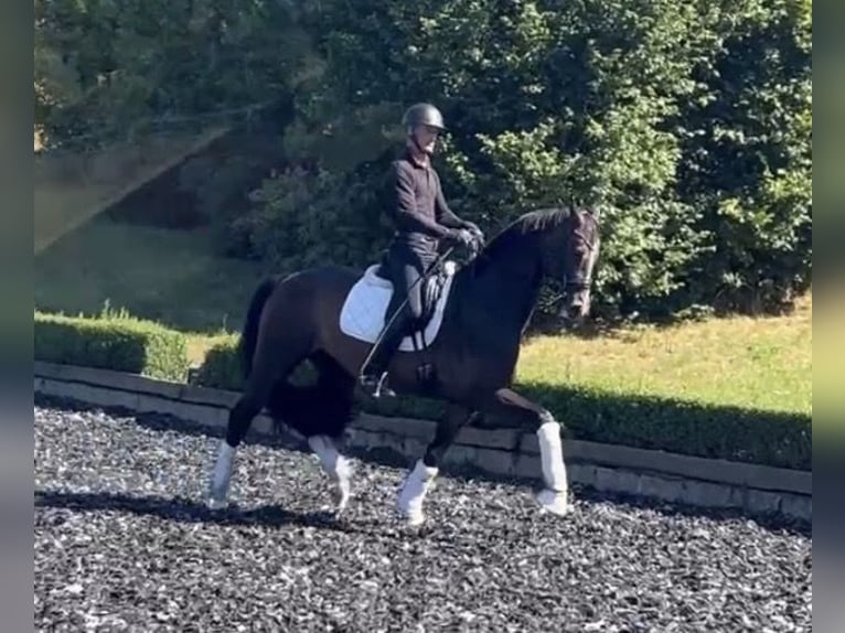Hannoveriano Caballo castrado 6 años 174 cm Castaño in Niederkirchen