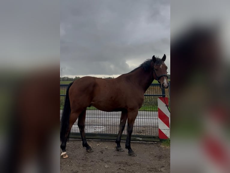Hannoveriano Caballo castrado 6 años 174 cm Castaño in Kleinwiehe