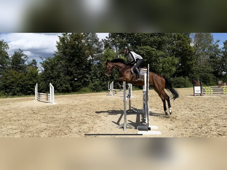 Hannoveriano Caballo castrado 6 años 174 cm Castaño in Babenhausen