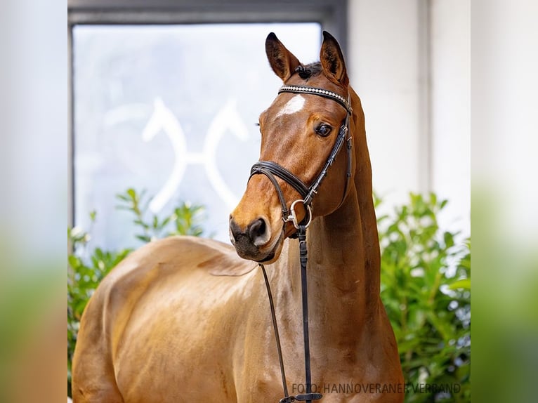 Hannoveriano Caballo castrado 6 años 174 cm Castaño in Verden