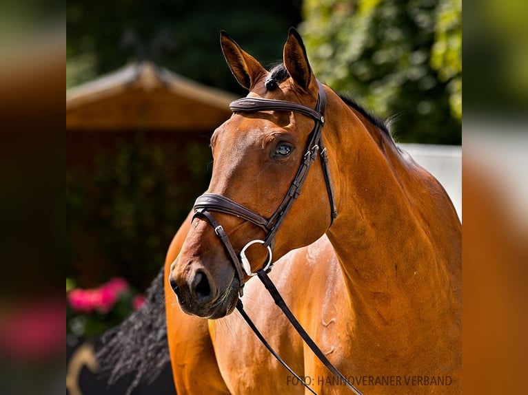 Hannoveriano Caballo castrado 6 años 174 cm Castaño in Verden